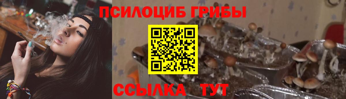 Галлюциногенные грибы мицелий  Вход с VPN  Галлюциногенные грибы Psilocybine cubensis  Королёв 